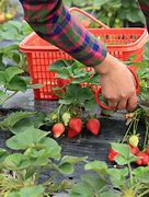 Image result for Group Picking of Strawberries