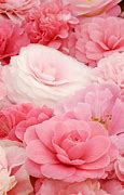 Image result for Soft Pink Flowers Wallpaper