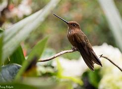 Image result for Coeligena Trochilidae