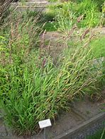 Image result for Melica altissima Atropurpurea