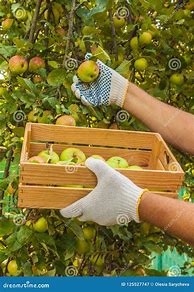 Image result for Harvesting Apples