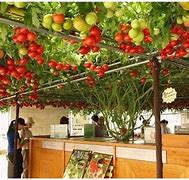 Image result for World's Largest Tomato Plant
