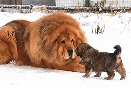 Image result for Top Ten Biggest Dogs