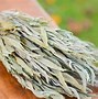 Image result for Dried Sage