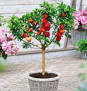 Image result for Dwarf Patio Fruit Trees