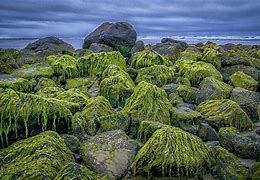 Image result for Peruvian Moss Rock