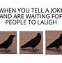Image result for Crow Meme
