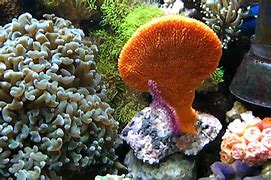 Image result for coral�f4ro