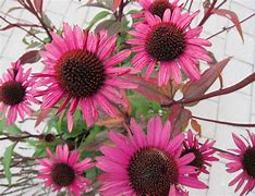 Image result for Echinacea purpurea Mistral ®