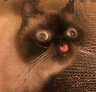 Image result for Cute Derp Face