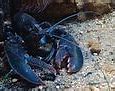 Image result for Blue Lobster Dunks