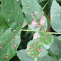 Image result for Pictures of Tree Diseases