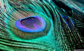 Image result for Wallpaper Free Feather