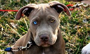 Image result for Blue Eyed Pitbull Puppies