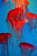 Image result for Underwater Sea Animals