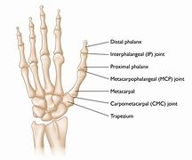 Image result for Thumb Bone Anatomy