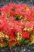 Image result for Pieris Forest Flame