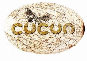 Image result for cucun�