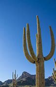 Image result for Wild West Desert Cactus