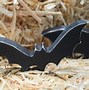 Image result for Spirit Halloween Wooden Bat