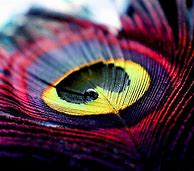 Image result for Peacock Feather iPhone Wallpaper