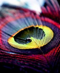 Image result for Feather Phone Wallpaper