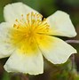 Image result for Helianthemum Elfenbeinglanz