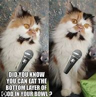 Image result for Colleen Ballinger Two Persian Cat Meme