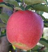 Image result for Semi-Dwarf Ambrosia Apple Tree