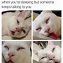 Image result for Cats Rule Meme