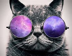 Image result for Cool Cat with Sunglasses Meme