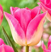 Image result for Tulipa Dynasty