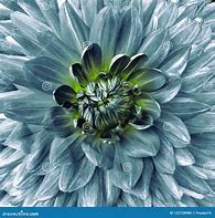 Image result for Turquoise Color Flowers
