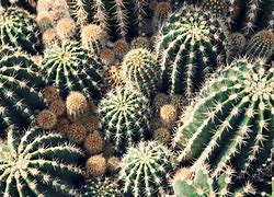 Image result for Cactus Phone Cases 5