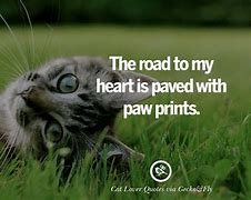 Image result for Cute Cat Sayings