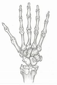 Image result for Skeleton Hand Drawing