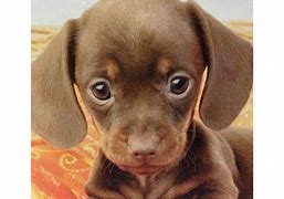 Image result for Pictures of the Cutest Puppy