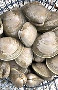 Image result for Quahog Rhode Island in Real Life