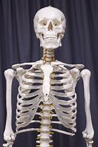 Image result for Life-Size Human Skeleton