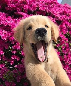 Joyful dog (PHOTO) — Gorodprizrak