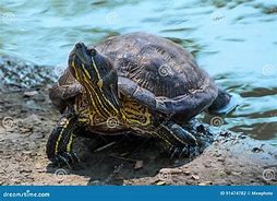 Image result for Turtle Tortoise Bath