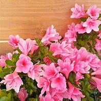 Image result for Formosa Azaleas Colors