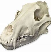 Image result for Wolf Skull Reference