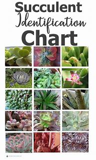 Image result for Identify House Plant Succulents