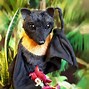 Image result for Real Stuffed Bat