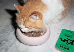Image result for Katkin Old Can Cat Food