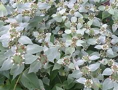 Image result for Pycnanthemum muticum