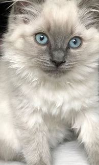 Image result for Adult Blue Ragdoll Cat