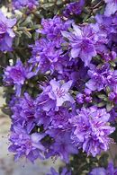Image result for Rhododendron Encore PURPLE