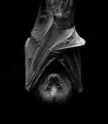 Image result for Black and White Fruit Bat